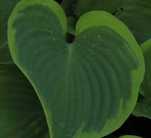 Hosta Wu La La 2lt 1760 P.jpg