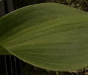 Hosta Zorro 2lt 1703 P.jpg