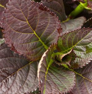 Hydrangea macrophylla julisa 3lt 2120 p.jpg