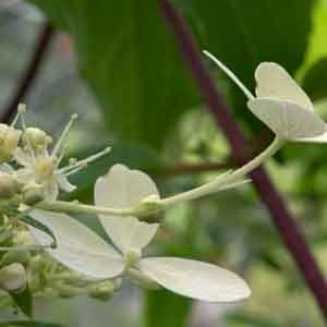 Hydrangea Paniculata Big Dicks White 3lt 1019 P.jpg