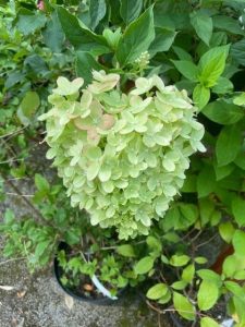 Hydrangea Paniculata Little Lime 3lt 1907 P.jpg