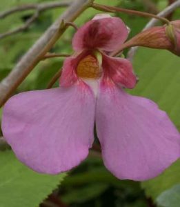 Impatiens Flanaganae 3lt 1832 P.jpg