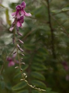 Indigofera pendula 3lt 1620 p.jpg