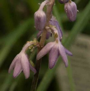 Liriope Grassy 1lt 1490 P.jpg