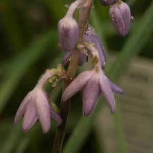 Liriope grassy 1lt 1490 p.jpg