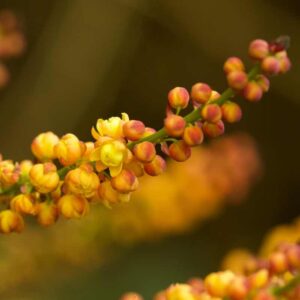 Mahonia Cab