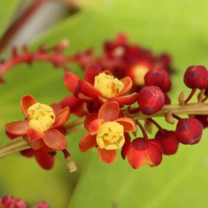 Mahonia Nitens