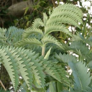 Melianthus Major 915 P.jpg