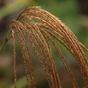 Miscanthus nepalensis 2lt 2005 p.jpg