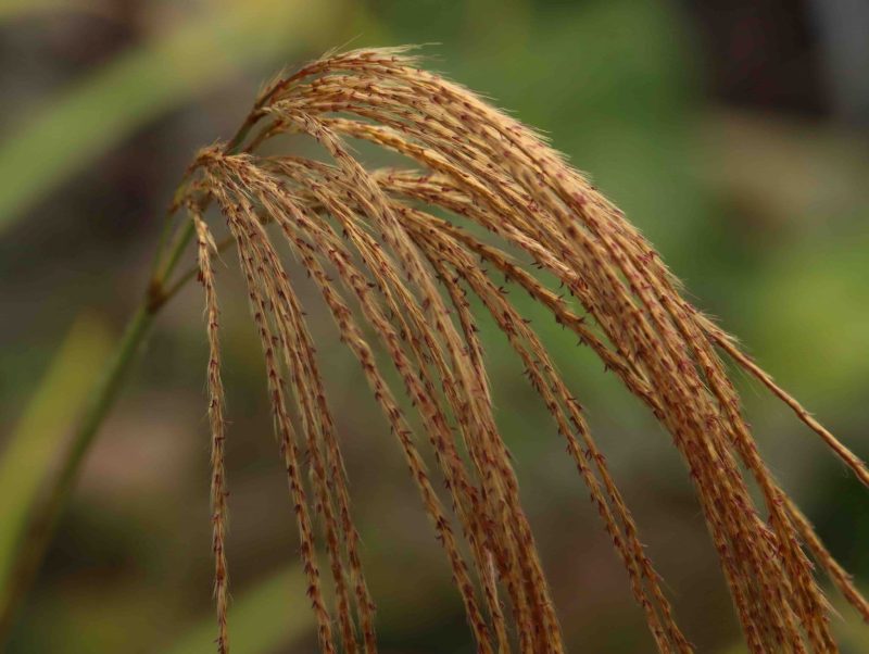 Miscanthus Nepalensis 2lt 2005 P.jpg