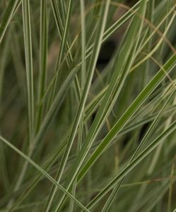 Miscanthus Sinensis Morning Light 2lt 903 P.jpg