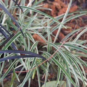 Ophiopogon Little Tabby 1lt 981 P.jpg