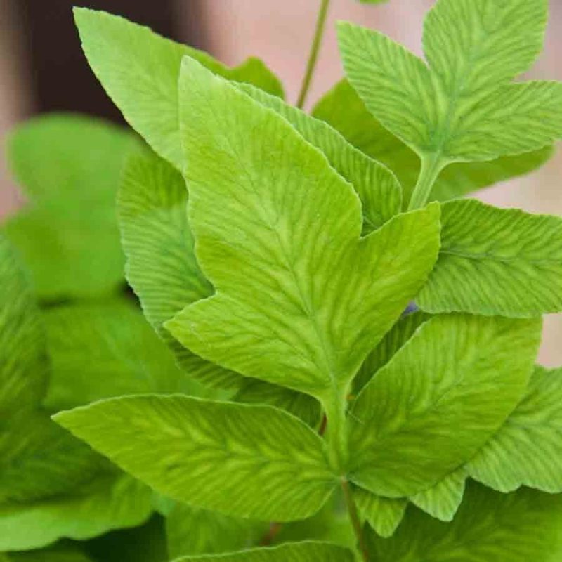 Osmunda regalis 'purparescens'  1lt