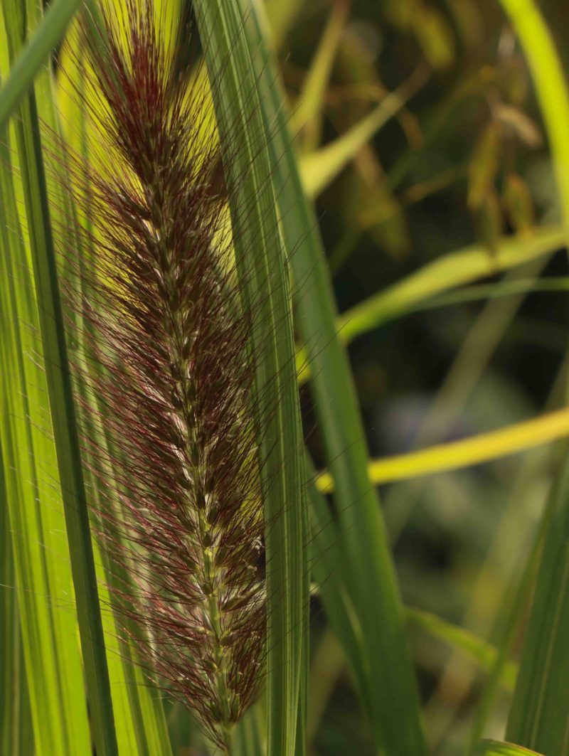 Pennisetum Alopecuroides Black Beauty 3lt 1861 P.jpg