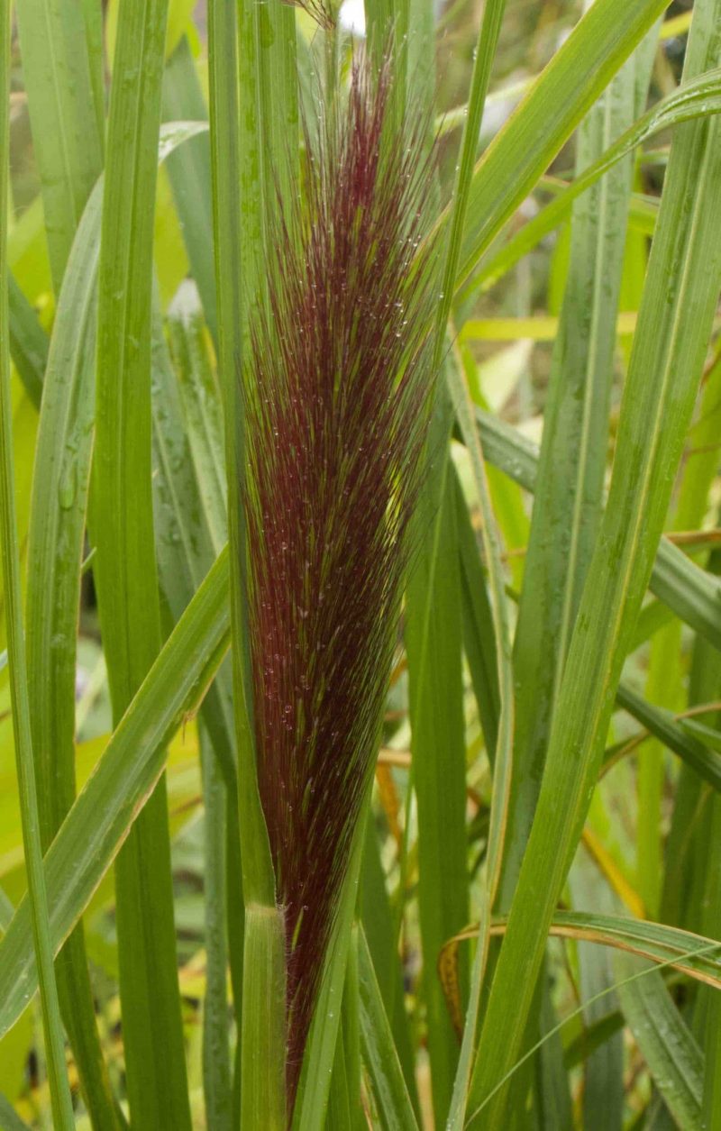 Pennisetum Alopecuroides Black Beauty 3lt 2 1861 P.jpg