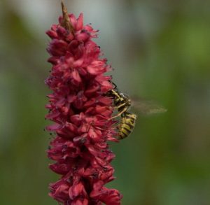 Persicaria Amplexicaulis Js Degado Macho 3lt 1924 P.jpg