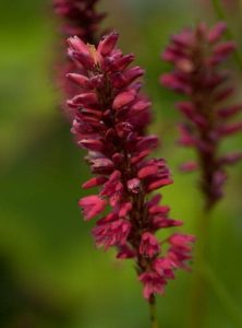 Persicaria Amplexicaulis Taurus 3lt 1692 P.jpg