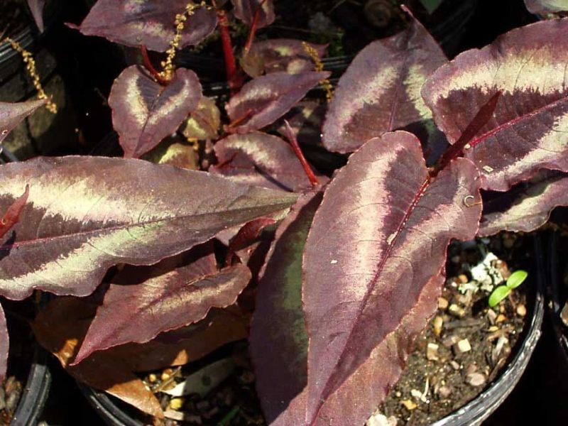 Persicaria microcephala 'Red Dragon'