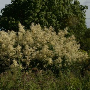 Persicaria Poly