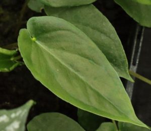 Pinellia Cordata Green Leaf Form 9cm 1938 P.jpg