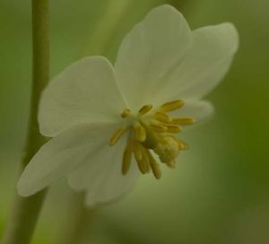 Podophyllum Peltatum 2lt 1591 P.jpg