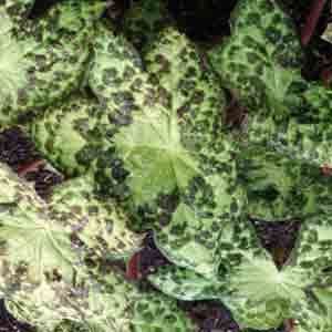 Podophyllum Spotty Dotty 1003 P.jpg