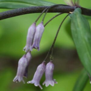 Polygonatum Curv