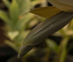 Polygonatum Hyb Betburg 2lt 1563 P.jpg