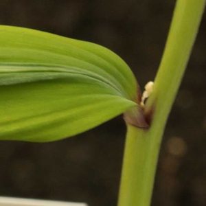 Polygonatum Oderatum Saren Koryu 1lt 1674 P.jpg