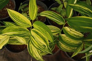 Polygonatum Oderatum Taiga 2lt 1673 P.jpg