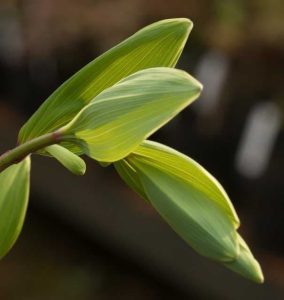 Polygonatum Oderatum Variegata 2lt 1669 P.jpg