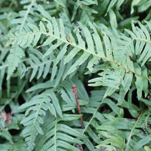 Polypodium vulgare 1lt 801 p.jpg