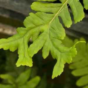 Polypodium vulgare bifido multifidum 1lt 802 p.jpg