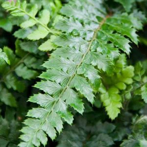 Polystichum polyblepharum 1lt 812 p.jpg