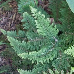 Polystichum Setiferum Congestum Group 1lt 815 P.jpg