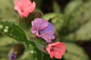 Pulmonaria Pretty In Pink 1.5lt 2182 P.jpg