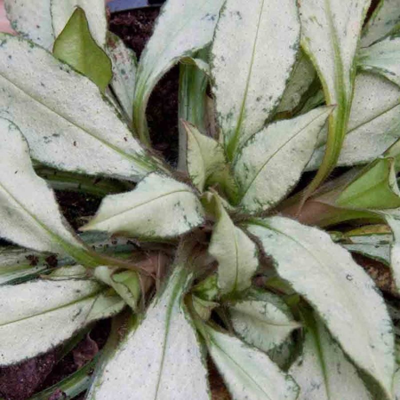 Pulmonaria Silver Bouquet 966 P.jpg