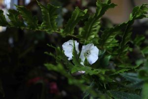 Pulmonaria Sissinghurst White 1.5lt 2184 P.jpg