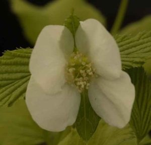 Rhodotypos scandens 2lt 1594 p.jpg