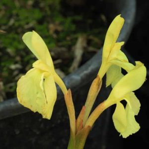 Roscoea Cauteloides Kew Beauty 3lt 1819 P.jpg