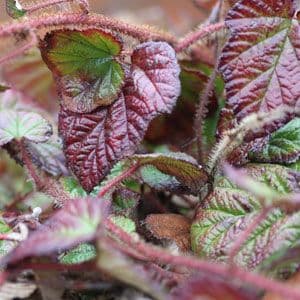 Rubus Tricolor 1033 P.jpg