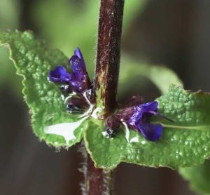 Salvia Nemerosa Caradonna 2lt 1765 P.jpg