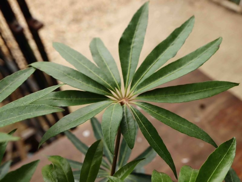 Schefflera Taiwaniana 3lt 2 2263 P.jpg