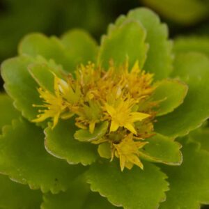 Sedum Kam