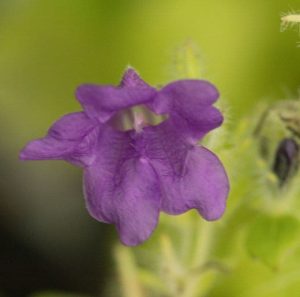 Strobilanthes Attenuata Blue Carpet 3lt 1447 P.jpg