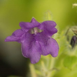 Strobilanthes attenuata blue carpet 3lt 1447 p.jpg