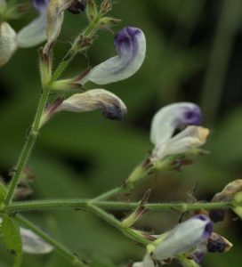 Strobilanthes Attenuata Edward Lathams Form 3lt 1913 P.jpg