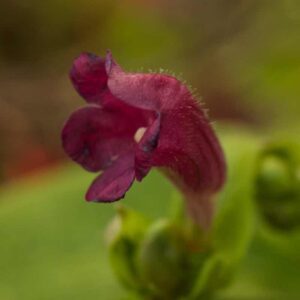 Strobilanthes Colorata