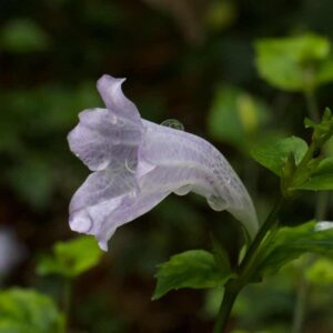 Strobilanthes Flex