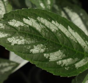 Strobilanthes Lactea 2lt 1939 P.jpg